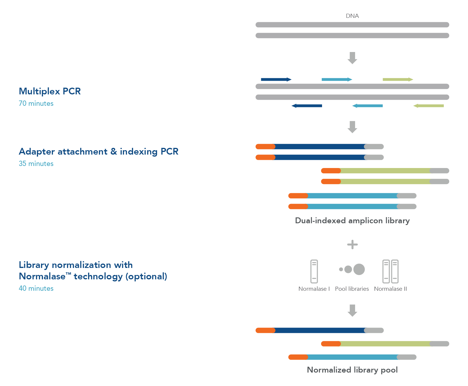 22_NG_Figures_xGen Monkeypox Virus Amplicon Panel workflow xGen Custom Amplicon Panel workflow