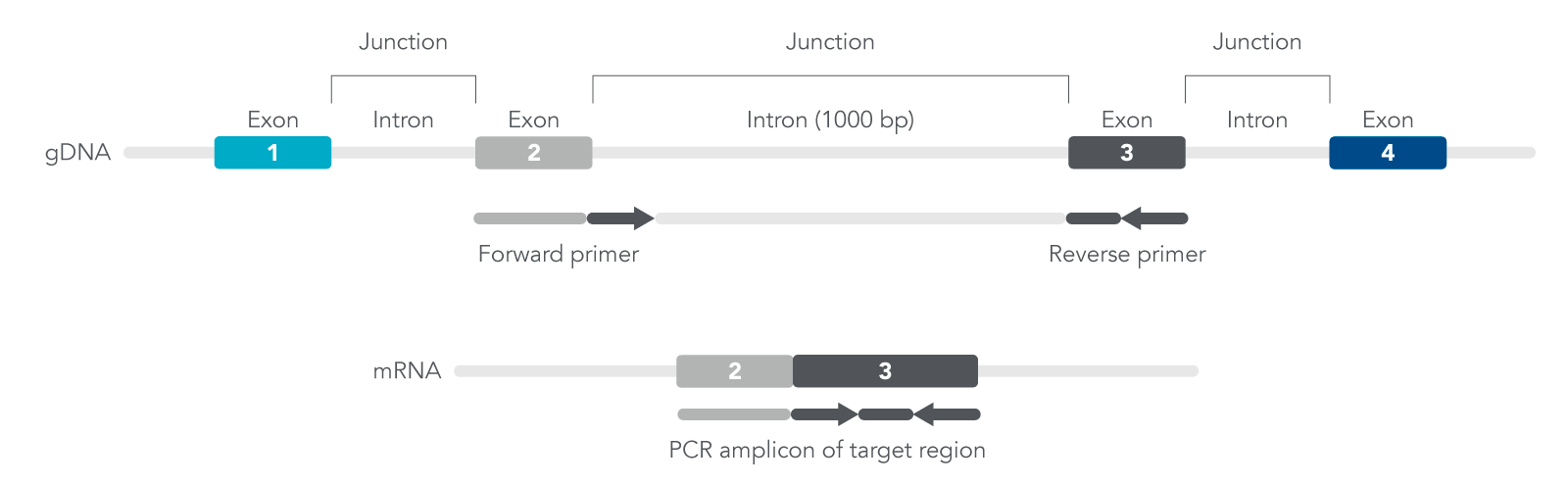 24_QP_DECODED_Figure_How-to-design-qPCR-primers-that-span-an-exon-junction How to design qPCR primers that span an exon junction