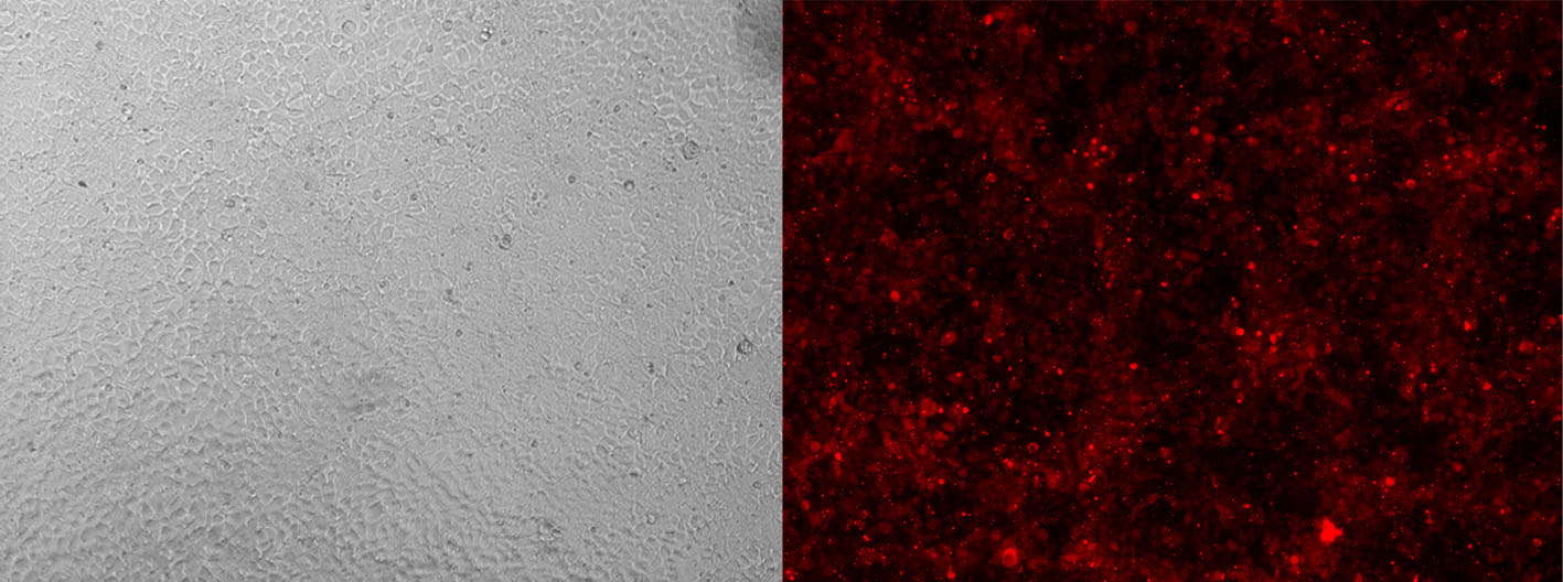 Fluorescently labeled tracrRNA monitors efficiency of your Cas9 CRISPR system.
