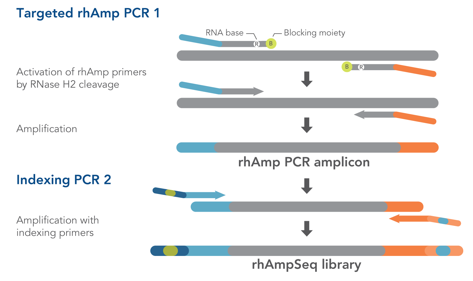 workflow for rhamp library preparation